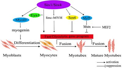 Molecular mechanisms underlying the impact of muscle fiber types on meat quality in livestock and poultry